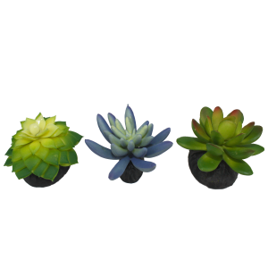 Succulent 3pk (Blue/Green)