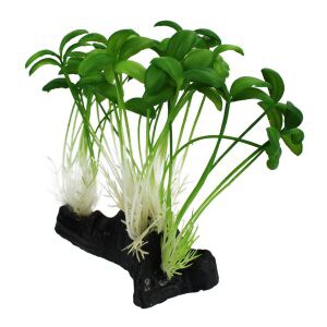 Sprouts