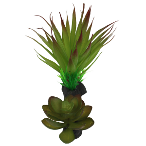 Succulent