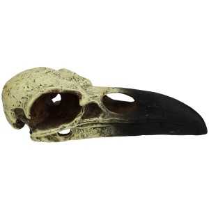 Raven Skull - Large