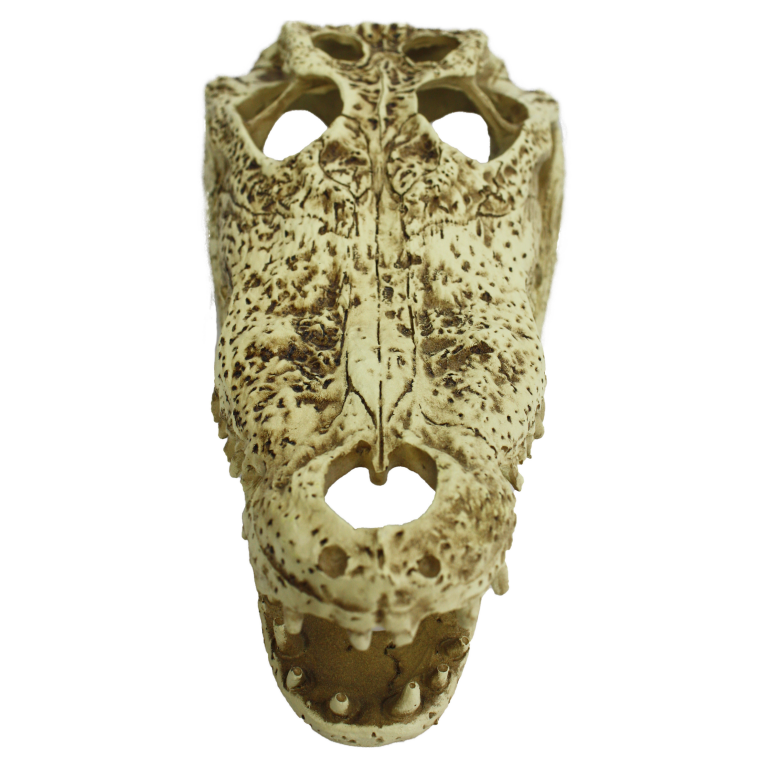 Alligator Skull