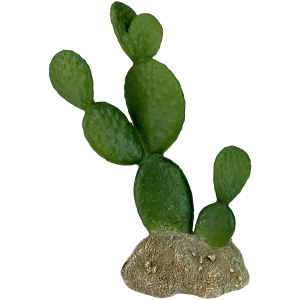 Prickly Pear Cactus