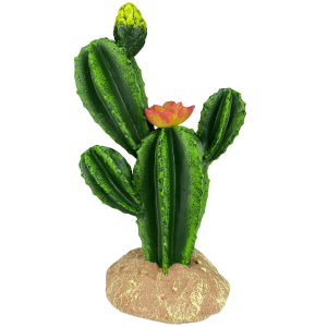 Flower Cactus