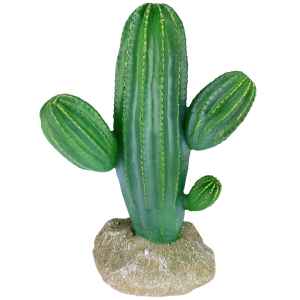 Saguaro Cactus