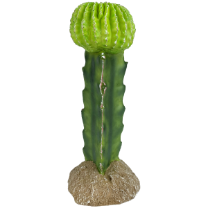 Moon Cactus