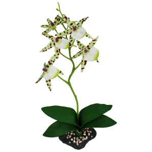 Spider Orchid w/ Gravel