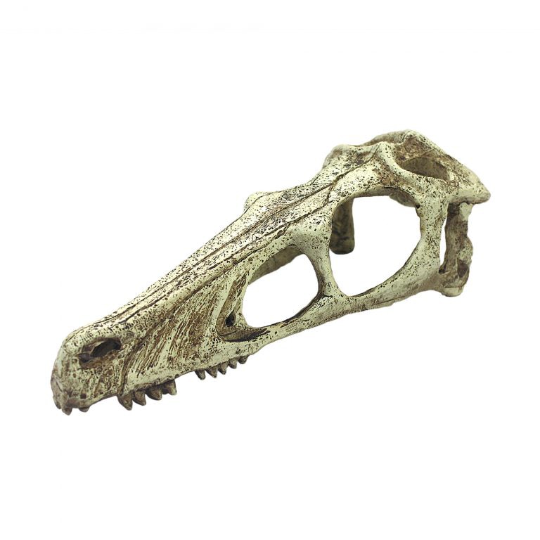 Raptor Skull - XLarge