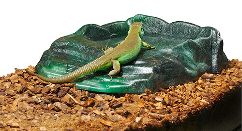 Repti Ramp Terrarium Bowl Large